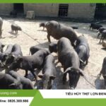 tiêu hủy thịt lợn đen